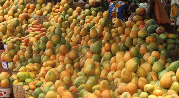 La mangue est-elle sans danger pendant la grossesse?